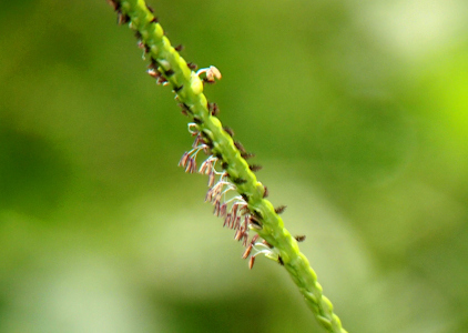 [A vertical thicker green stem has was appear to be small brown seeds stuck to parts of it on the sides. From some of this brown parts are thin white filaments topped with light brown ends. They give the appears of flower stamen.]